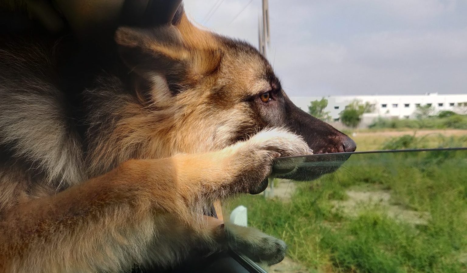 A German Shepherd resting its head on an open car window during a journey