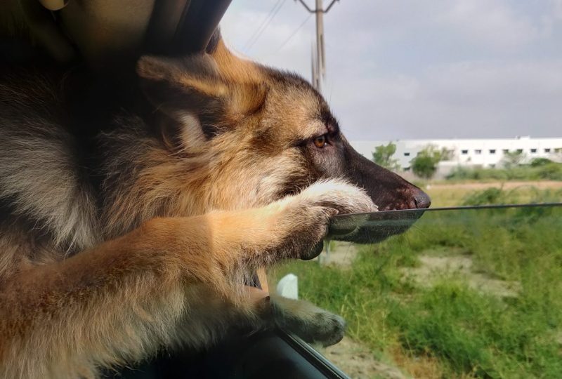 A German Shepherd resting its head on an open car window during a journey