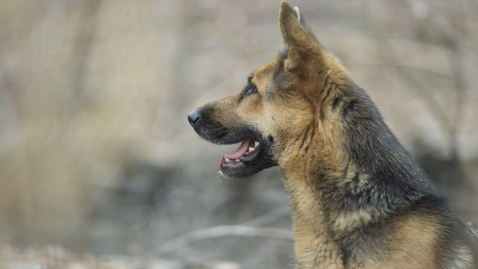 Side profile of a German Shepherd with a thick, well-groomed black and tan coat