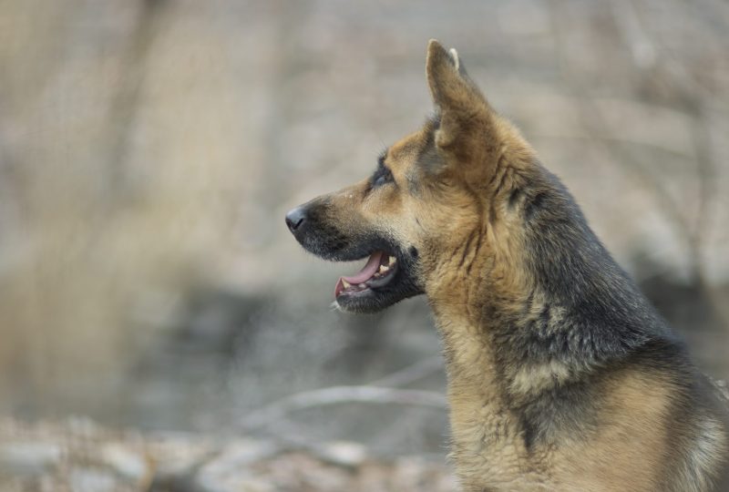 Side profile of a German Shepherd with a thick, well-groomed black and tan coat