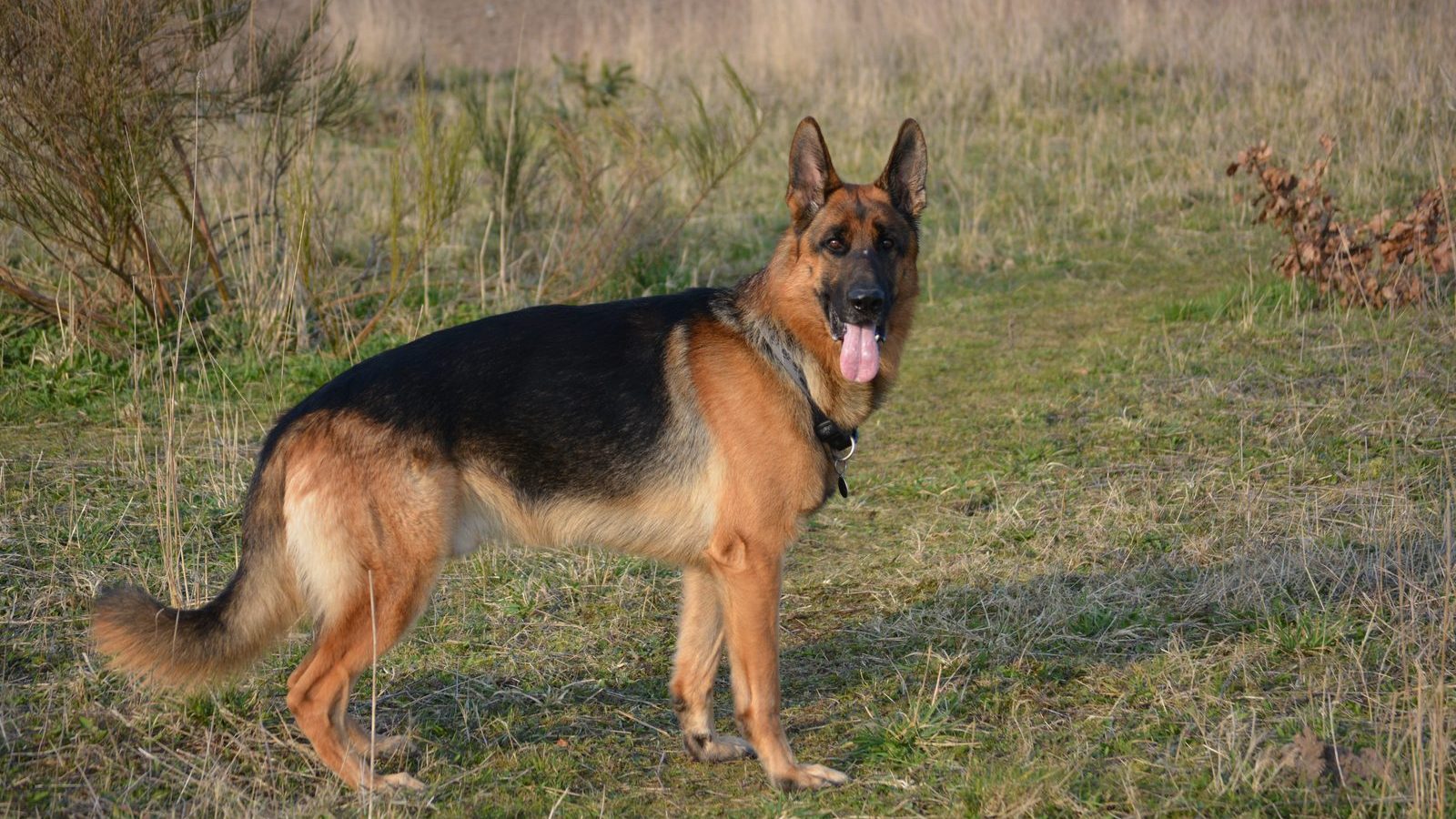 A German Shepherd standing alert in a grassy field