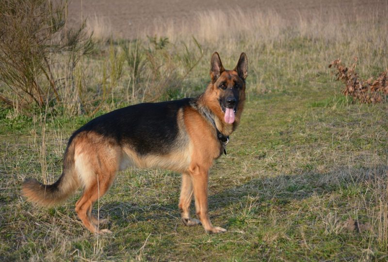 A German Shepherd standing alert in a grassy field