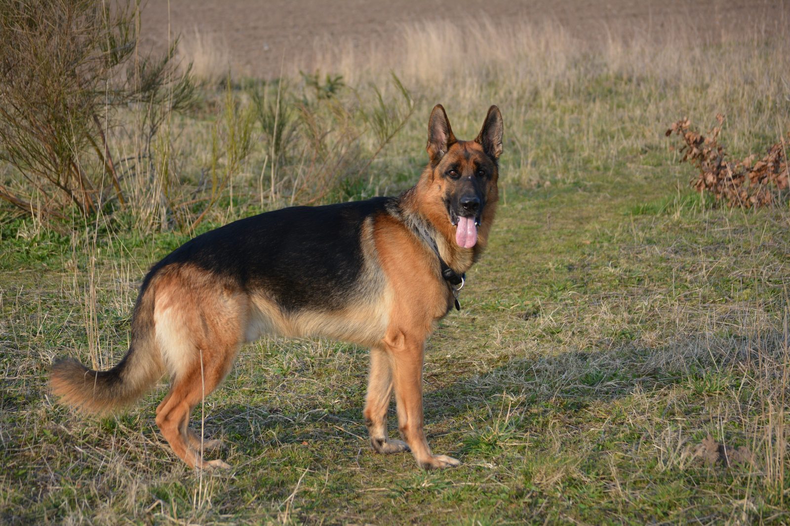 German Shepherd standing alert in an open field during recall training practice