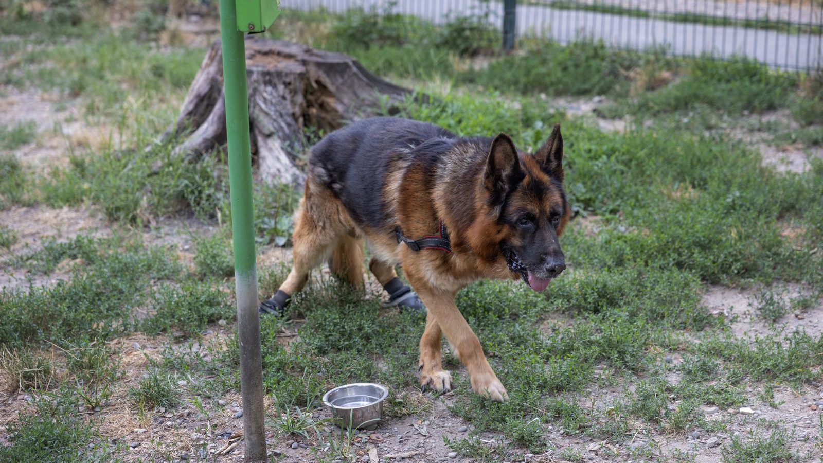 A German Shepherd walking towards a stainless steel food bowl in a garden