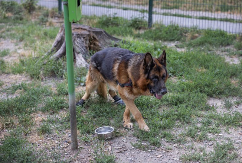 A German Shepherd walking towards a stainless steel food bowl in a garden