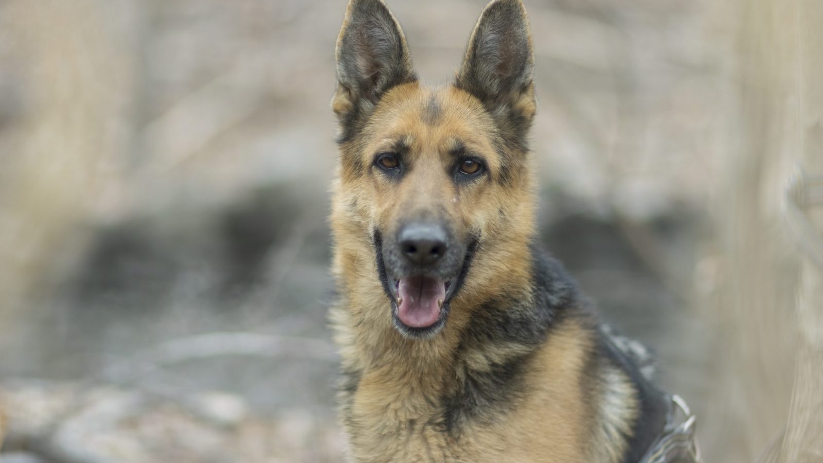 A healthy adult German Shepherd sitting outdoors and looking at the camera