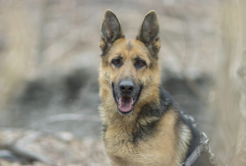 A healthy adult German Shepherd sitting outdoors and looking at the camera