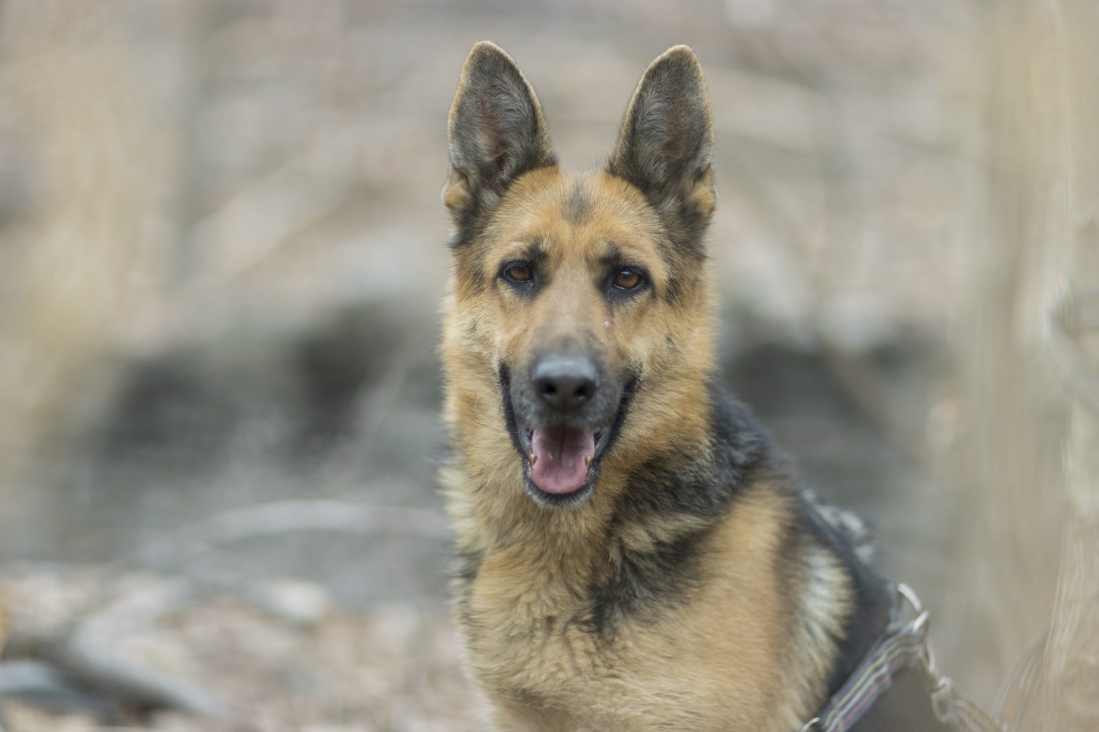 Healthy German Shepherd with a glossy well groomed double coat