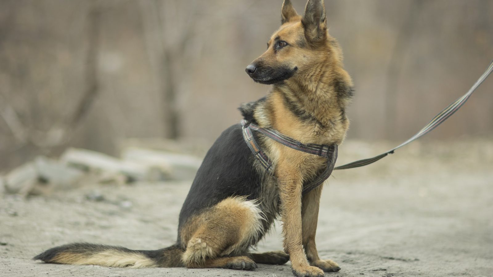 A German Shepherd sitting calmly in a padded no-pull harness with a relaxed leash