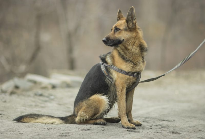 A German Shepherd sitting calmly in a padded no-pull harness with a relaxed leash