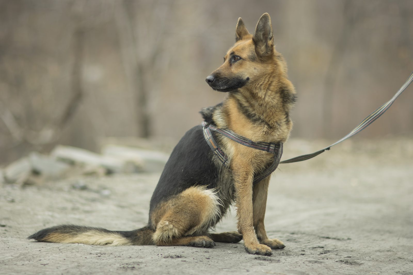 German Shepherd wearing a well fitted harness ready for a car journey