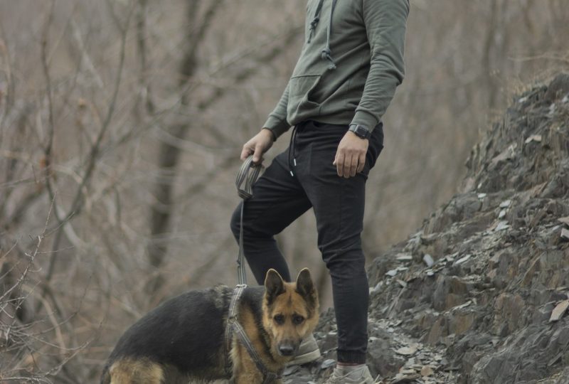 A German Shepherd walking on a hillside trail beside its owner