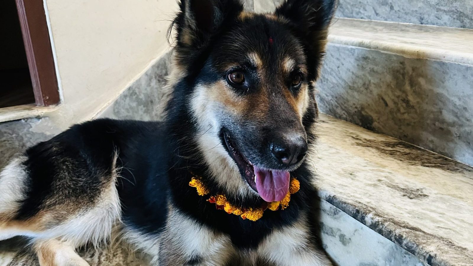 A German Shepherd lying calmly on indoor steps in a small home