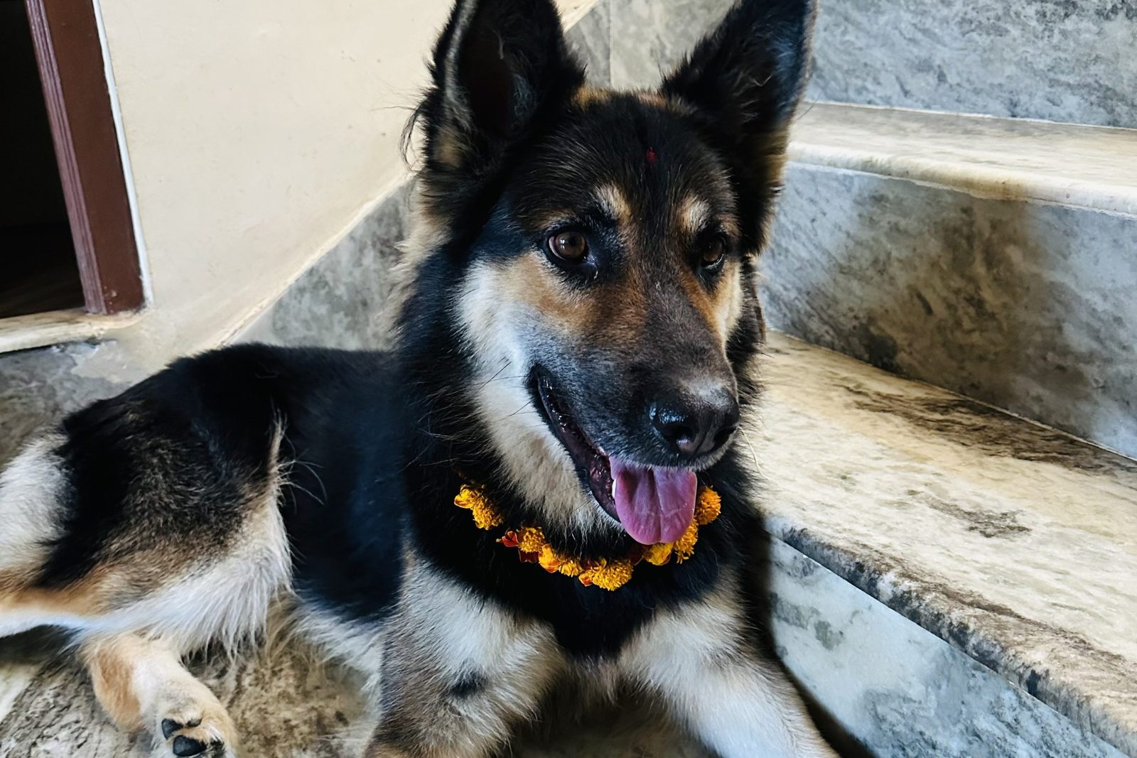 German Shepherd standing indoors near steps, an area where older dogs need traction