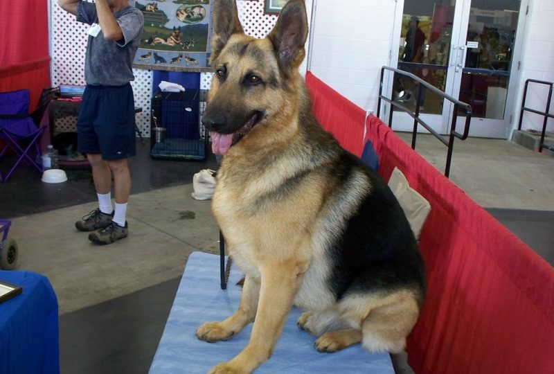 German Shepherd sitting calmly indoors on a mat with a wire crate in the background