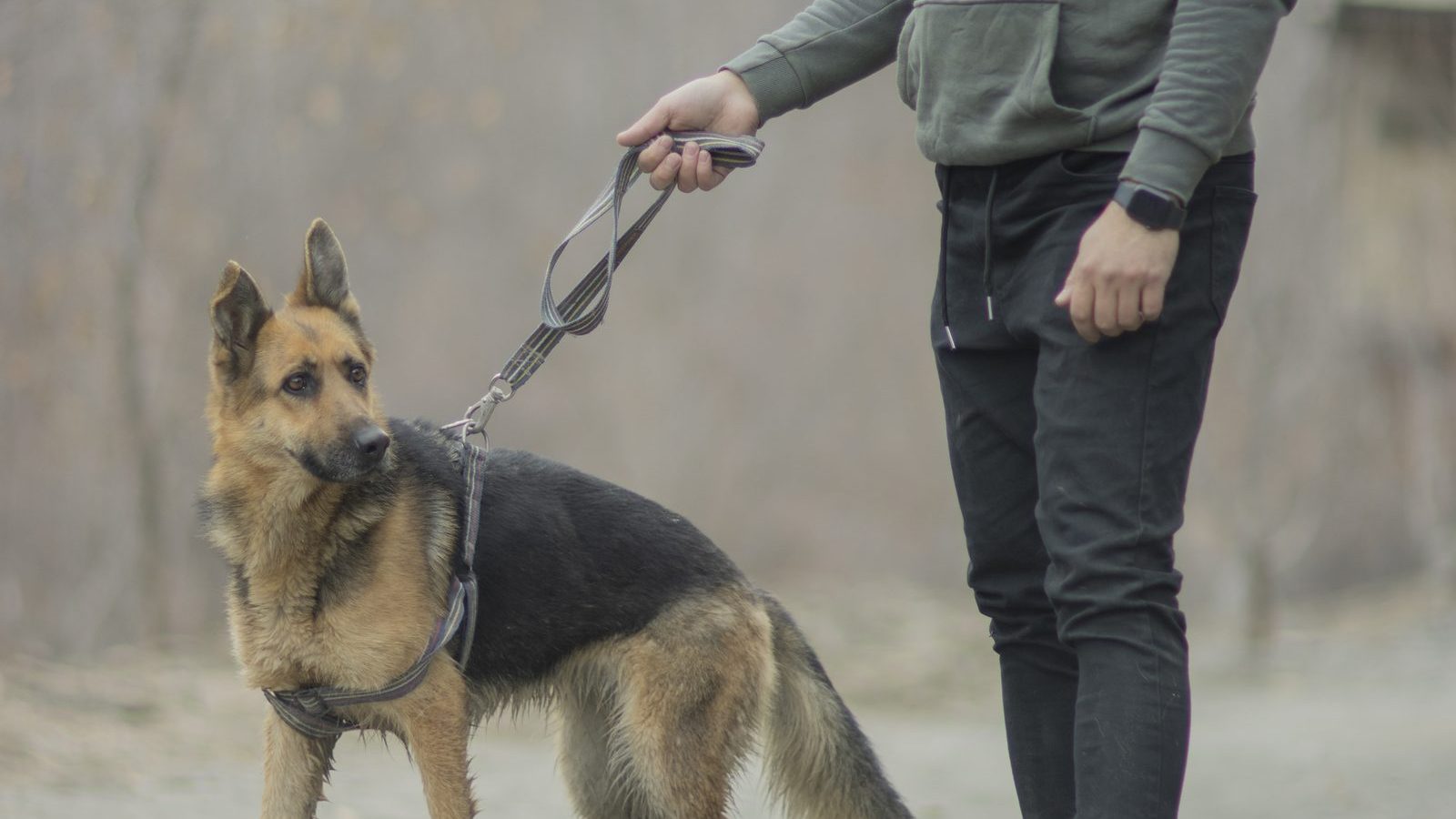 A person walking a German Shepherd on a loose leash along a gravel path