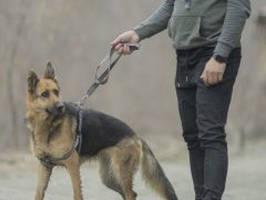 A person walking a German Shepherd on a loose leash along a gravel path