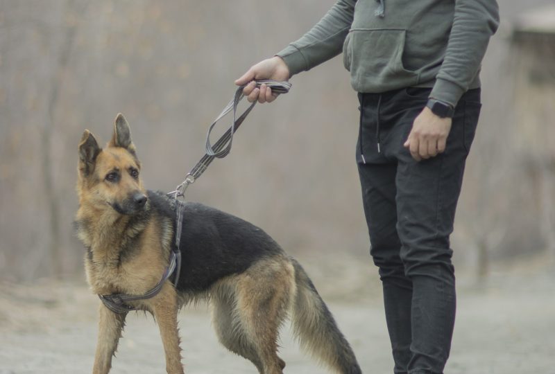 A person walking a German Shepherd on a loose leash along a gravel path