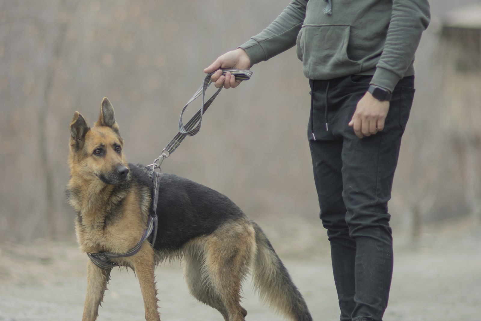 Owner walking a German Shepherd on a loose lead along a gravel path