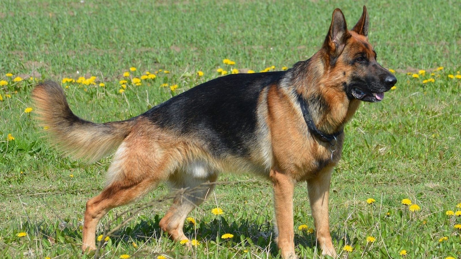 A German Shepherd standing in a green meadow full of yellow dandelions