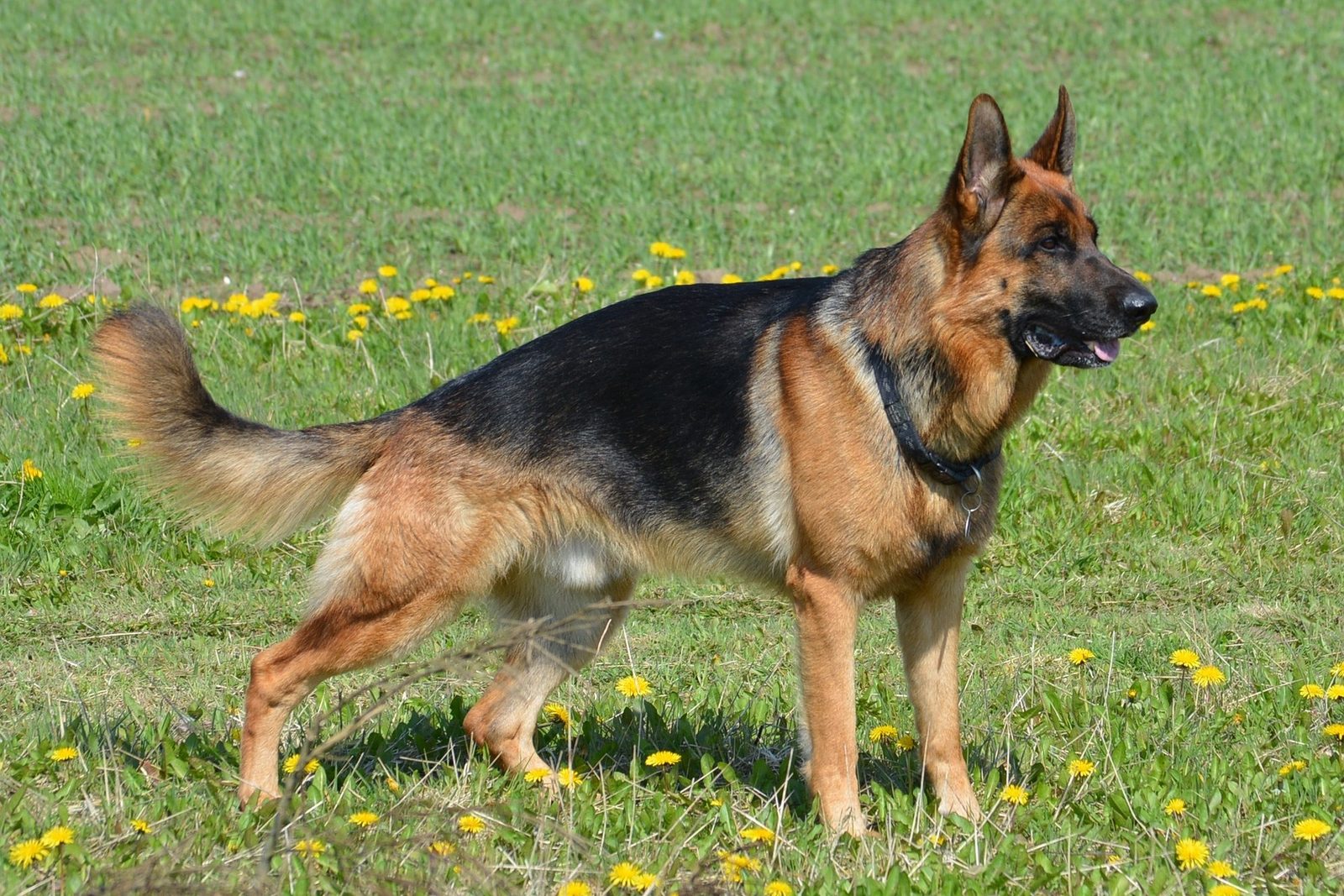 German Shepherd exploring a meadow and using its nose during a sniffing walk