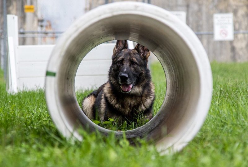 A German Shepherd looking through a play tunnel on a grass lawn