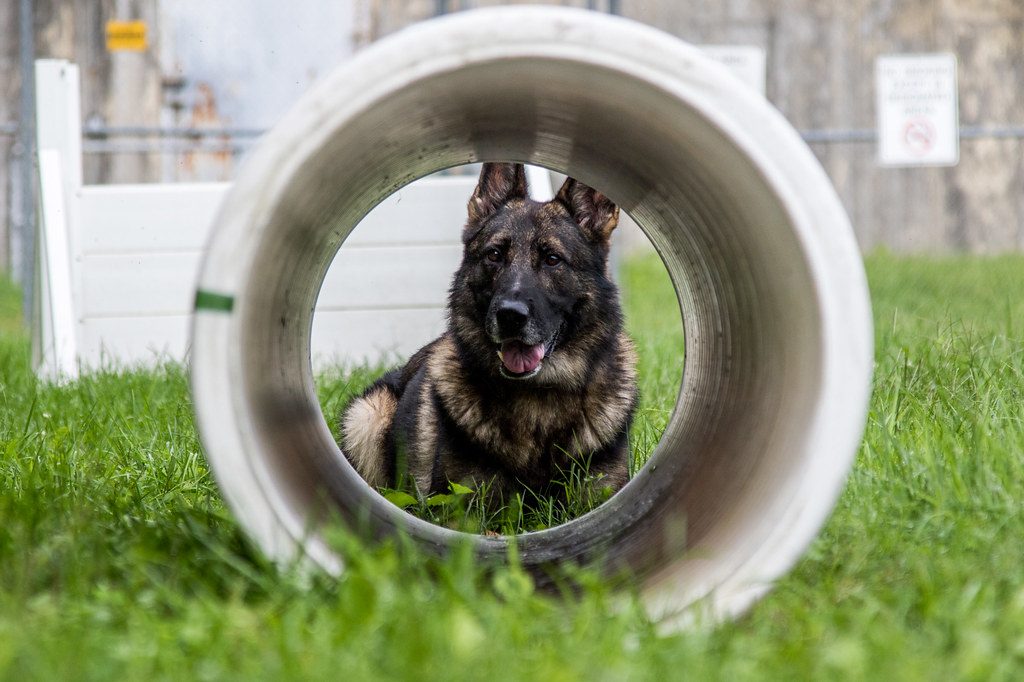 German Shepherd working through a play tunnel during low impact activity