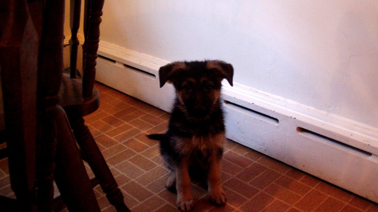Eight week old German Shepherd puppy sitting indoors during the teething and biting stage
