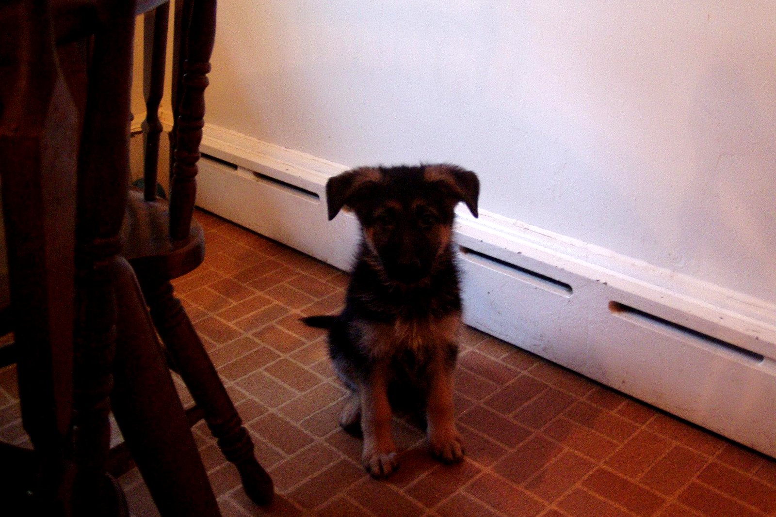Eight week old German Shepherd puppy standing indoors at feeding time