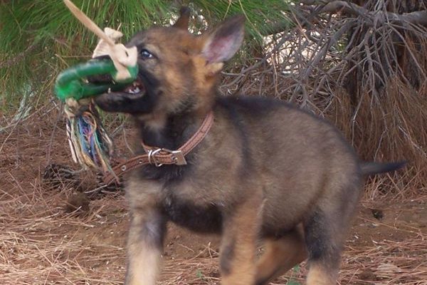 German Shepherd puppy gripping a rope tug toy instead of biting hands