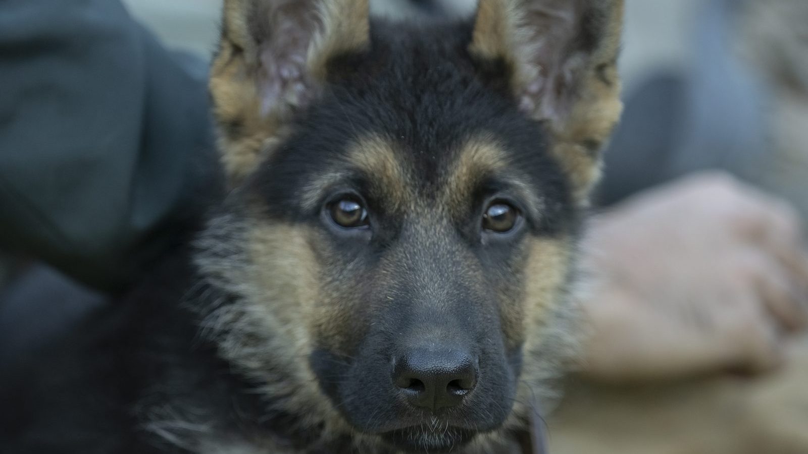 A young German Shepherd puppy with dark eyes and soft ears looking up at its owner