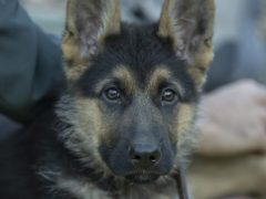 A young German Shepherd puppy with dark eyes and soft ears looking up at its owner