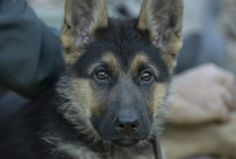 A young German Shepherd puppy with dark eyes and soft ears looking up at its owner