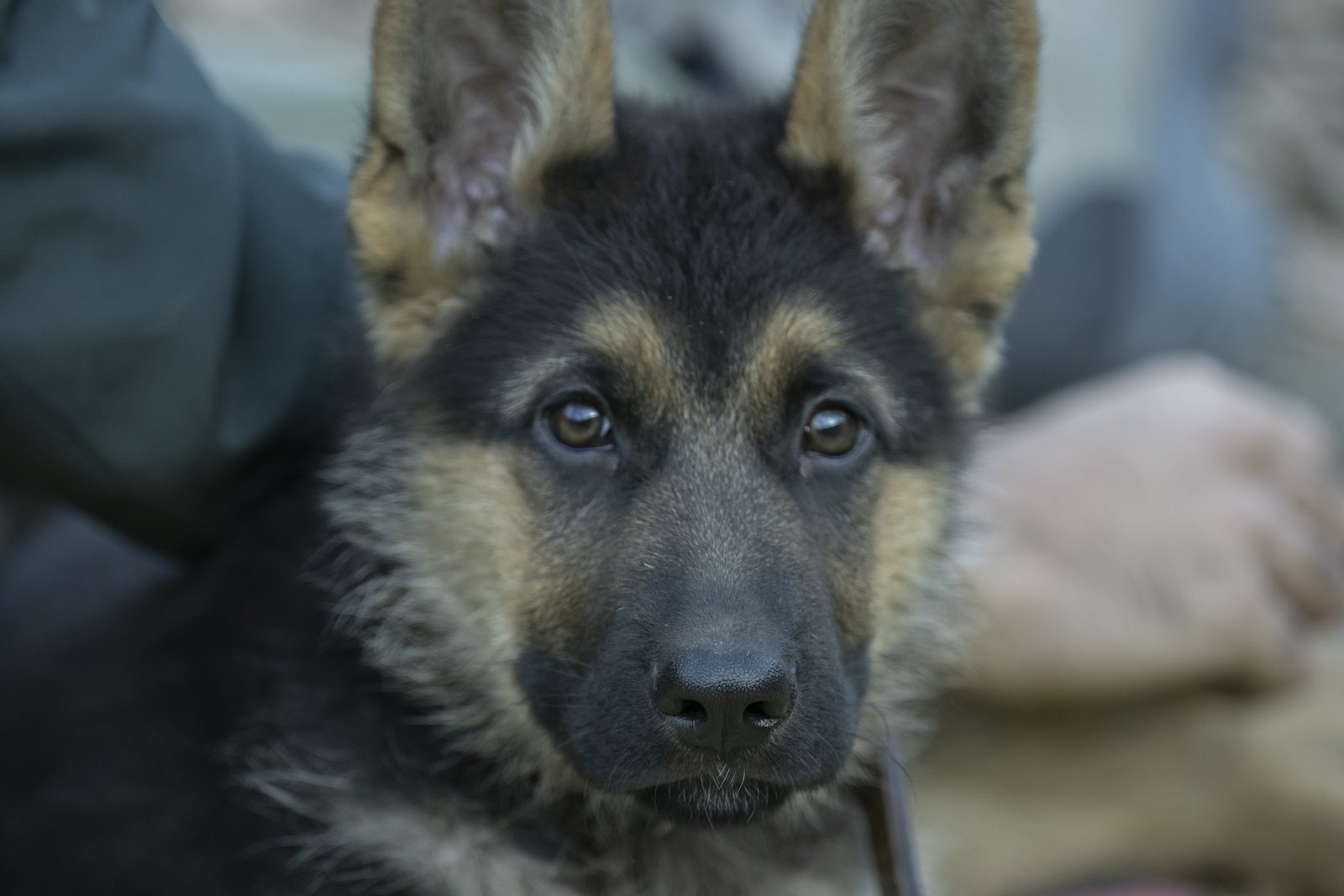 German Shepherd puppy with sore teething gums looking up at its owner