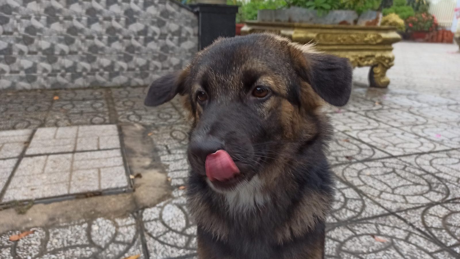 A young German Shepherd puppy sitting on a paved yard