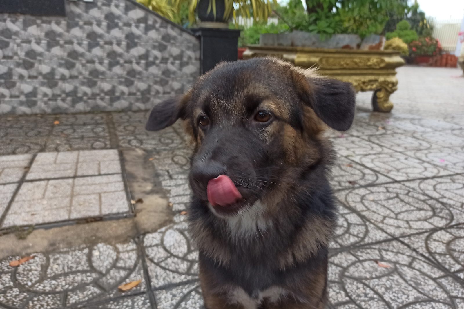 German Shepherd puppy exploring outdoors at its own pace on a short walk