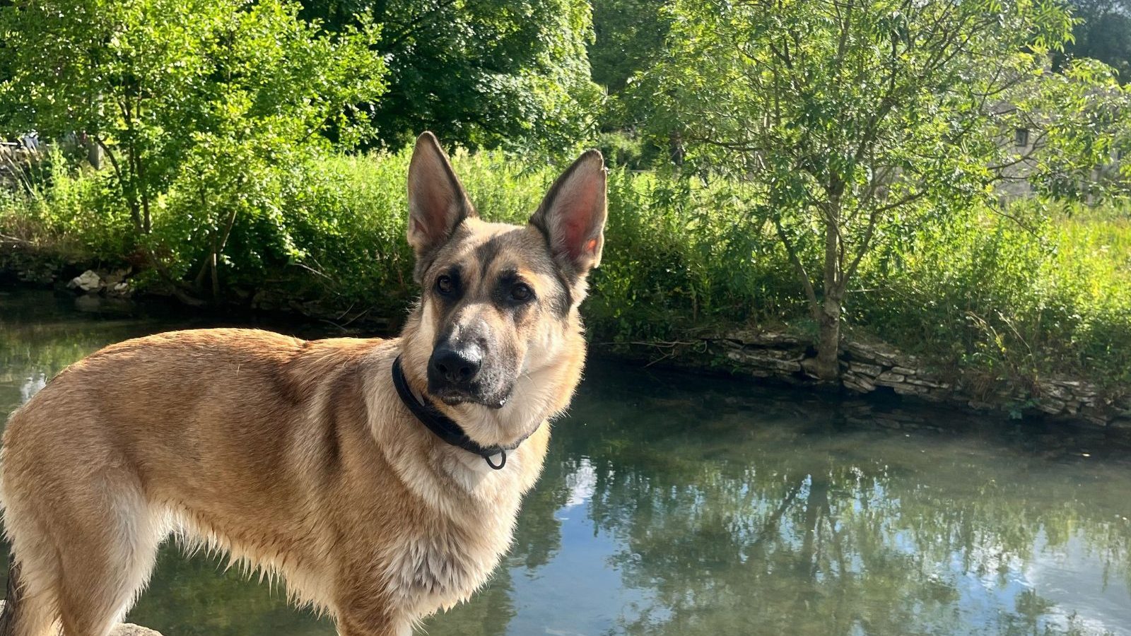 A German Shepherd standing on a rock beside a river surrounded by trees