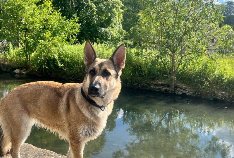 A German Shepherd standing on a rock beside a river surrounded by trees