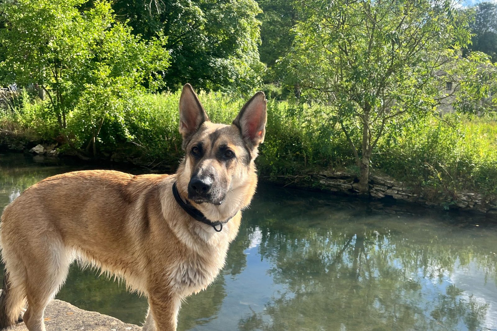 German Shepherd exploring beside a river on a countryside walk