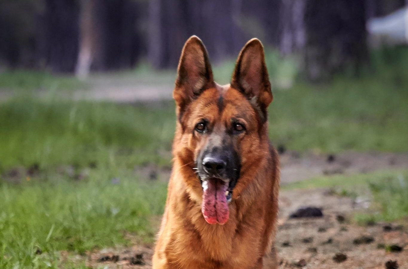 Adult German Shepherd running happily along a path towards the camera during recall practice