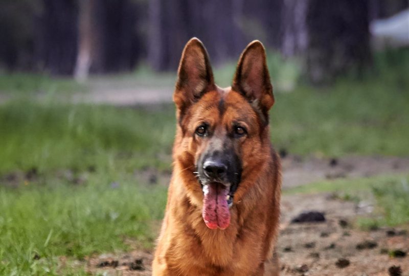 Adult German Shepherd running happily along a path towards the camera during recall practice