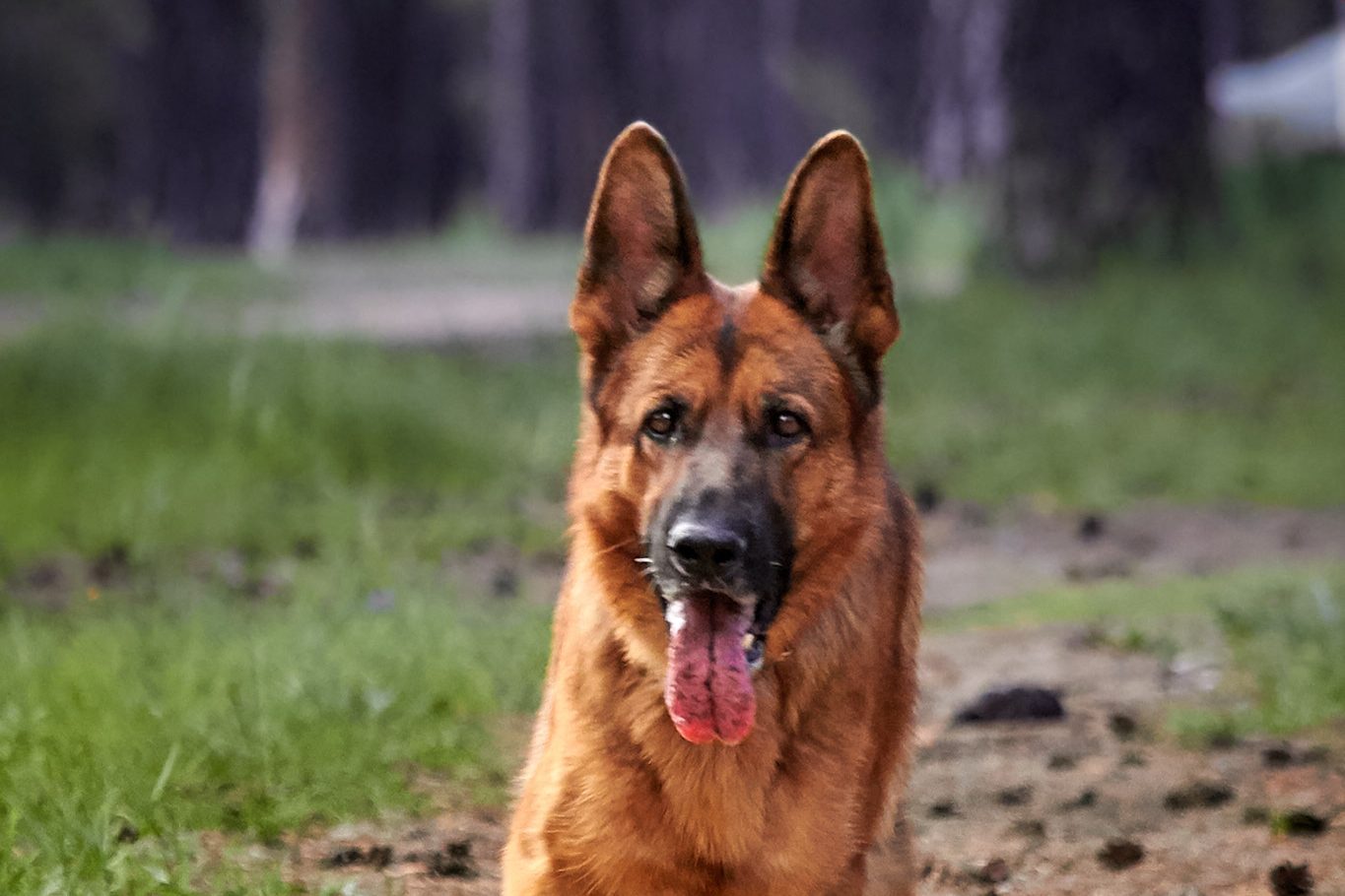 German Shepherd running at speed back towards its owner during recall training