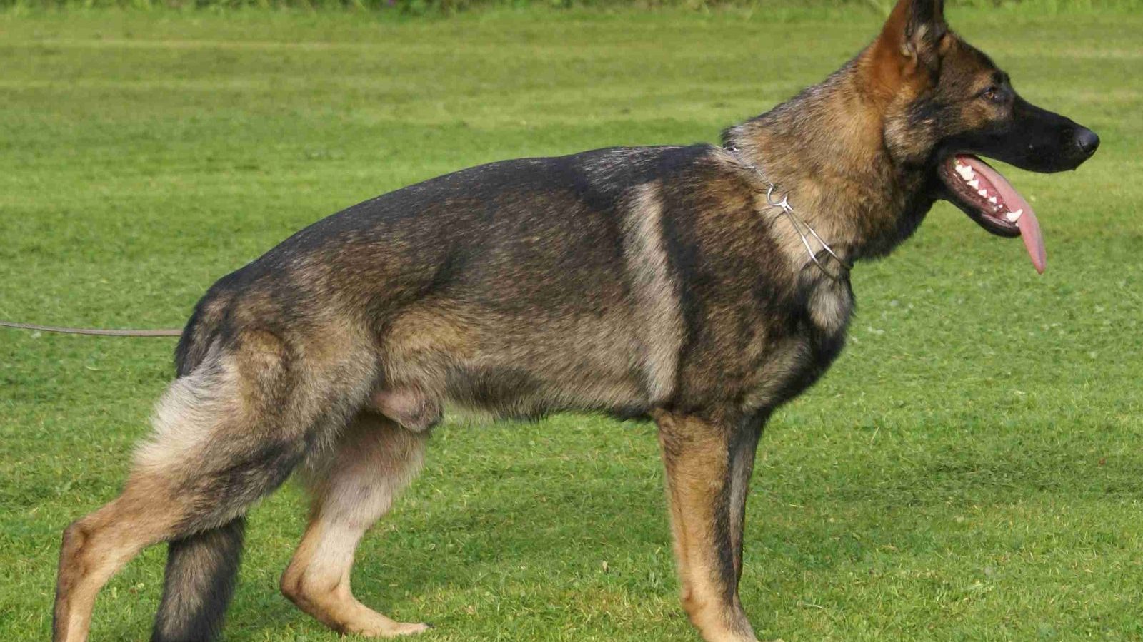 A German Shepherd standing side-on in a garden, showing full body proportions