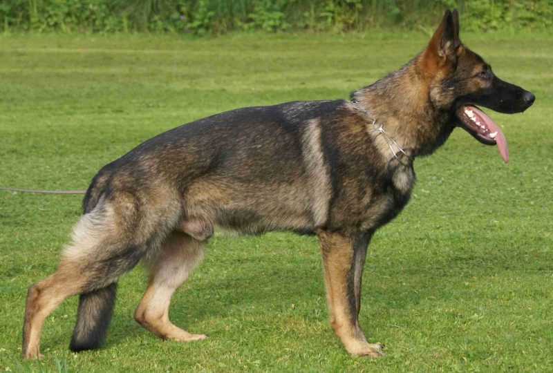 A German Shepherd standing side-on in a garden, showing full body proportions
