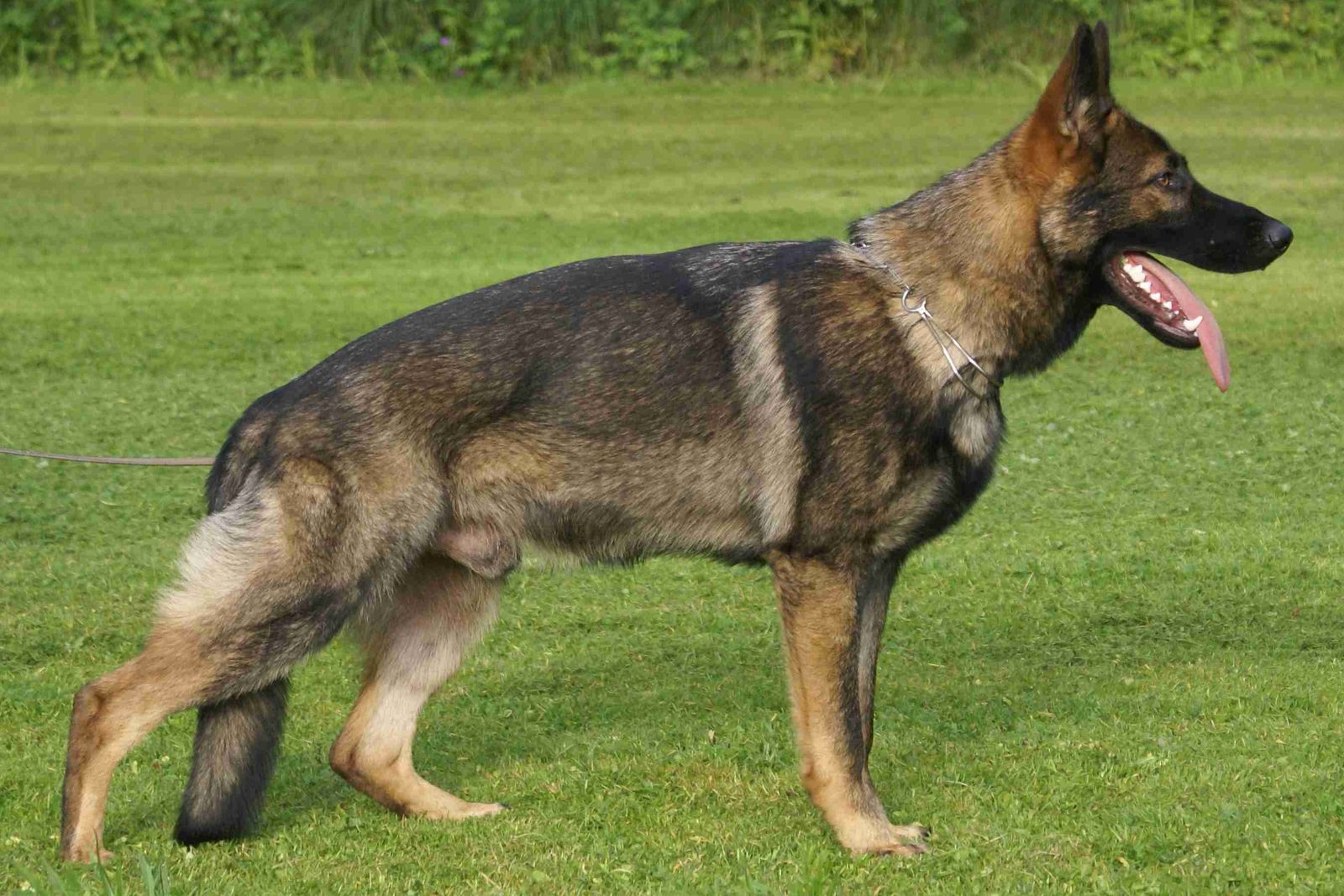 German Shepherd standing in profile with a clean well maintained coat