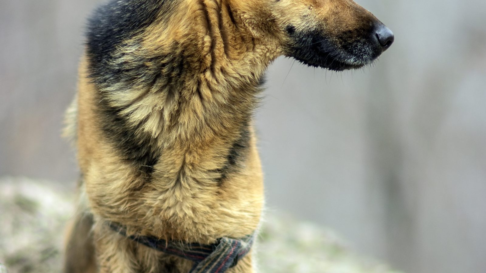 A German Shepherd wearing a training harness on rocky ground