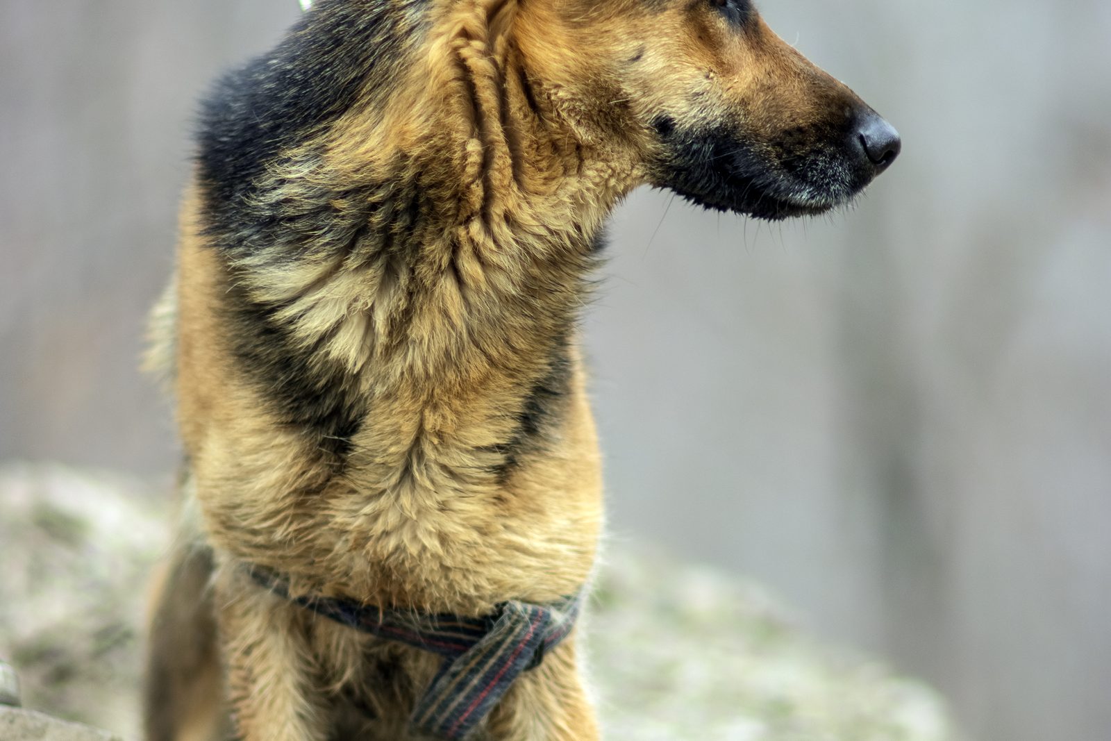 German Shepherd wearing a well fitted training harness with the straps clear of the shoulders