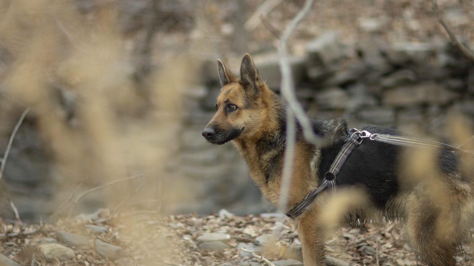 A German Shepherd walking on a leash along a stone wall