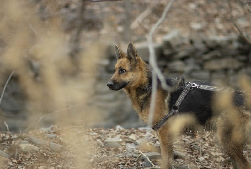 A German Shepherd walking on a leash along a stone wall