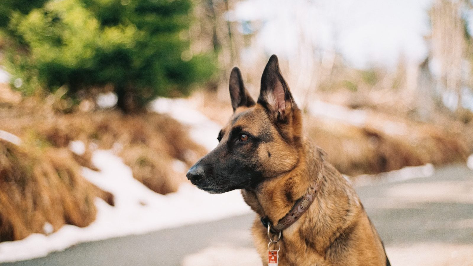 A German Shepherd outdoors in winter with a dense, healthy double coat